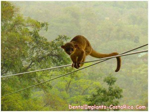 costa-rican-monkey