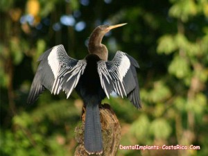 Anhinga Bird in Costa Rica