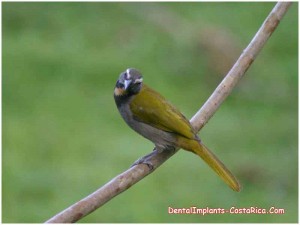 Buff-throated saltator - Costa Rica