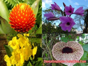 Exotic Flowers Found in Costa Rica